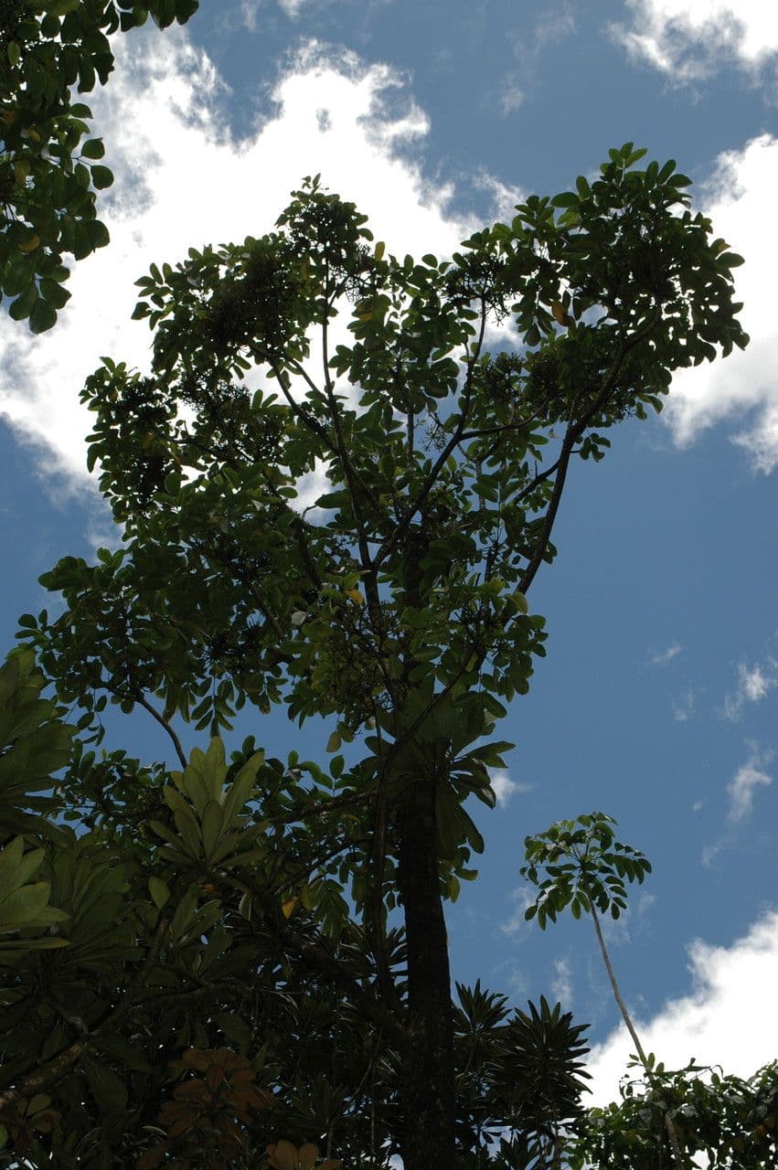 Polyscias
