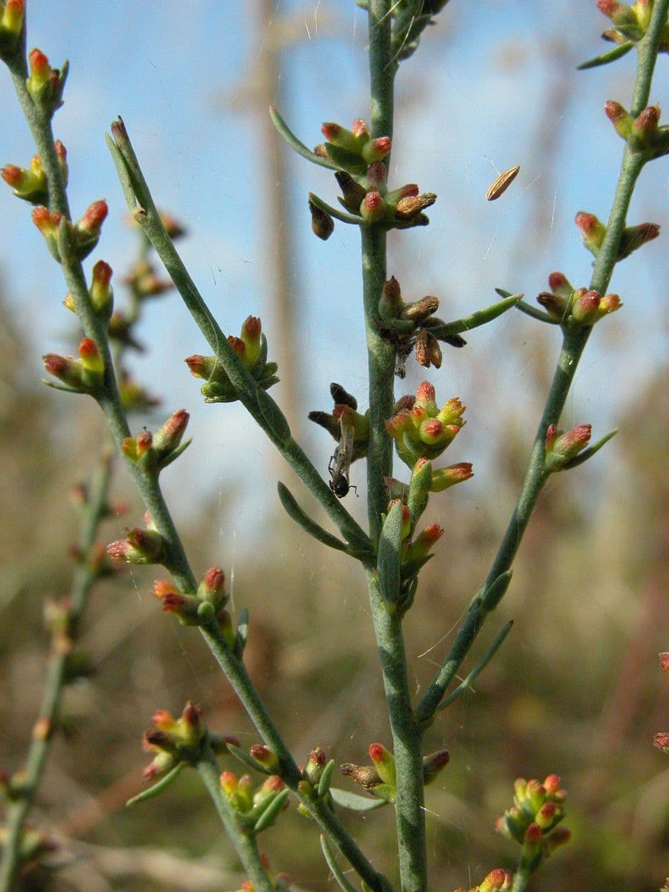 Passerina 7