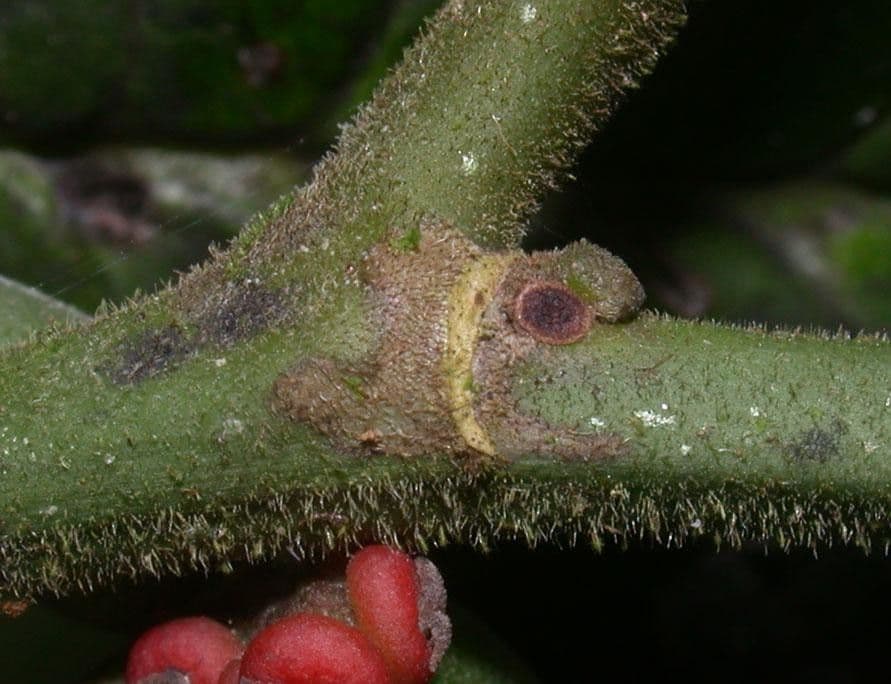 Sorocea 14