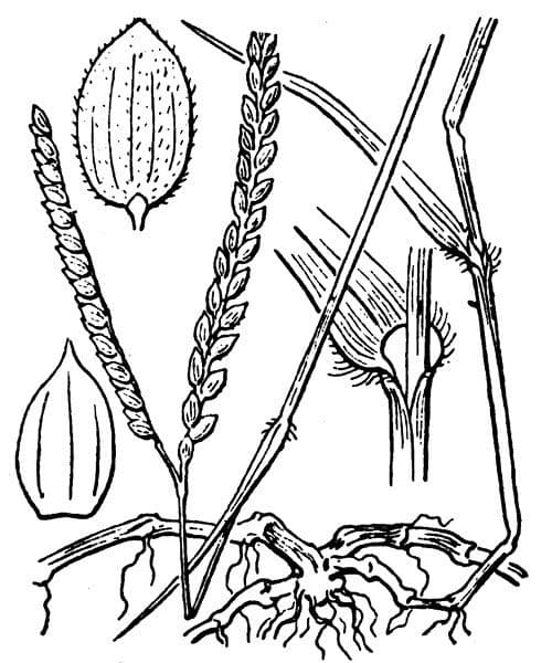 Panico acquatico 28