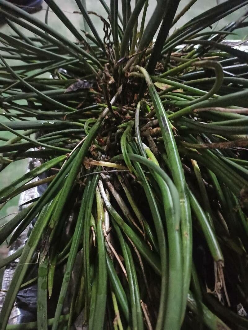 Brassavola 9