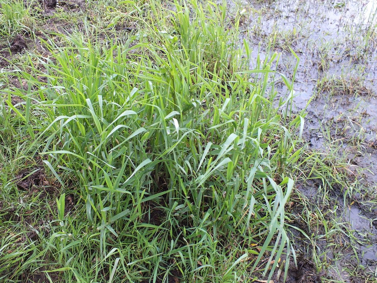 Scagliola arundinacea 13