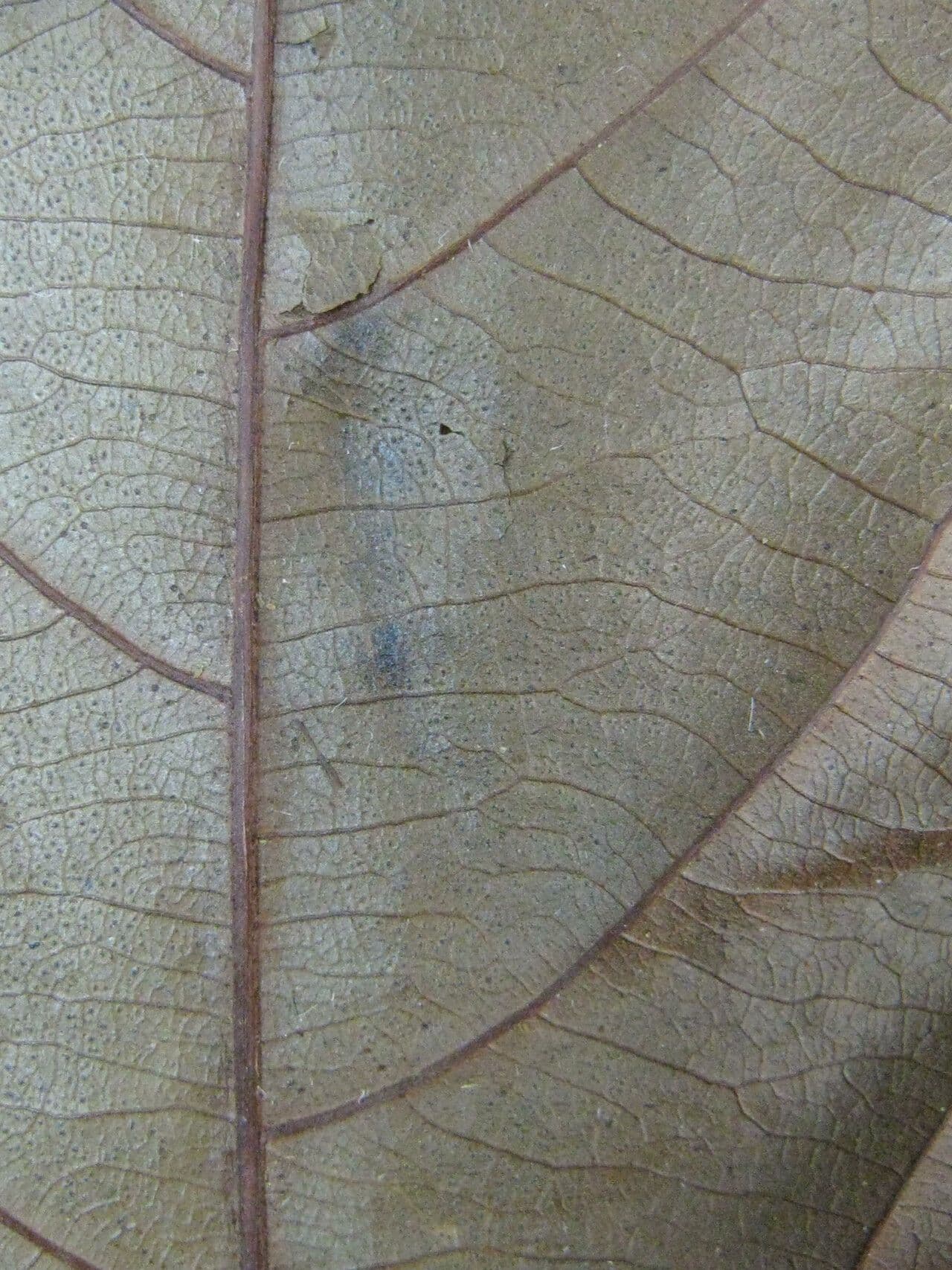 Cybianthus