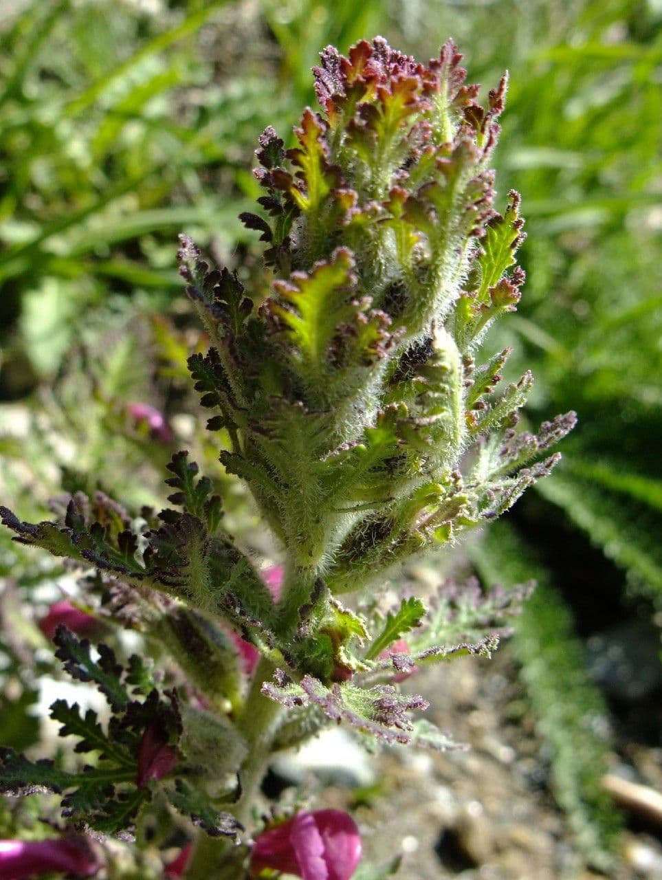 Pedicularis rostratospicata 9