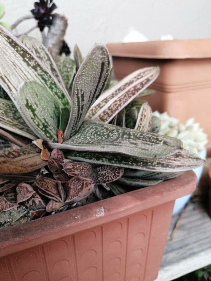 Gasteria 7