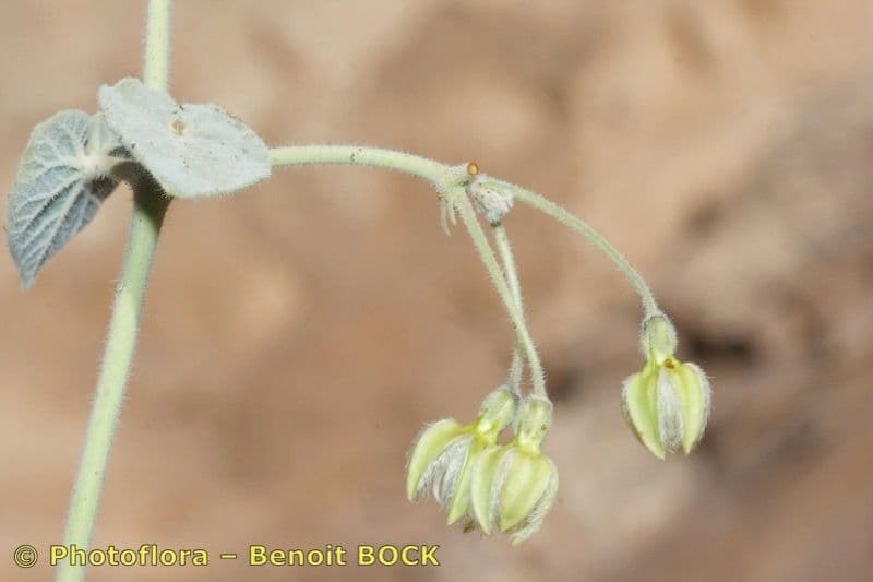 Pergularia tomentosa 3