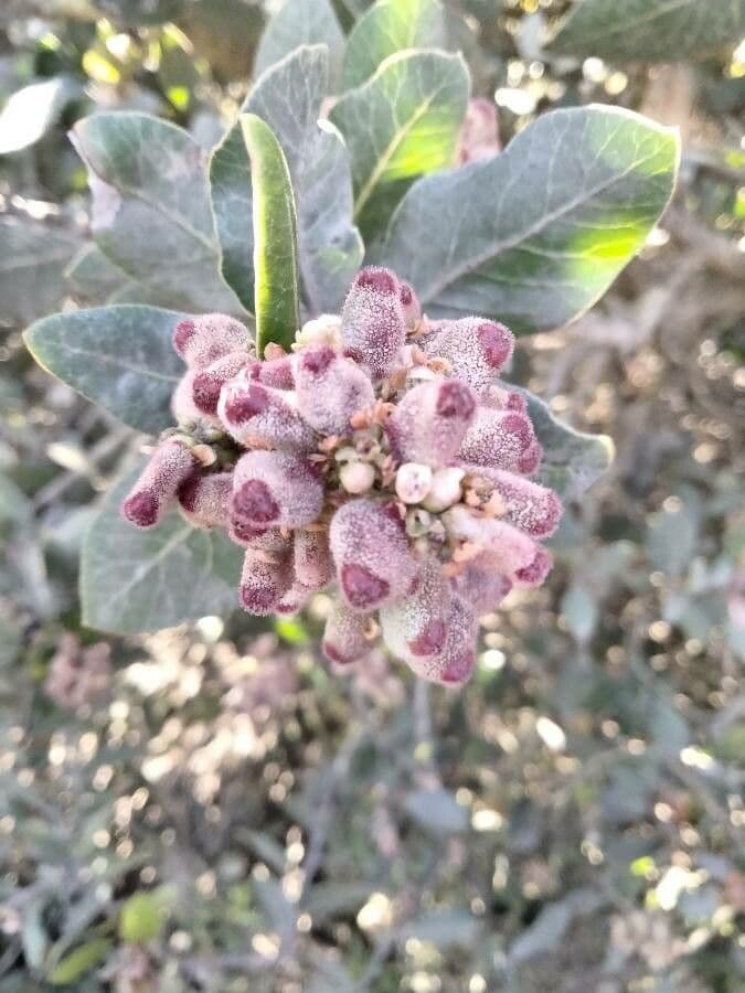 Sumac citronový 5