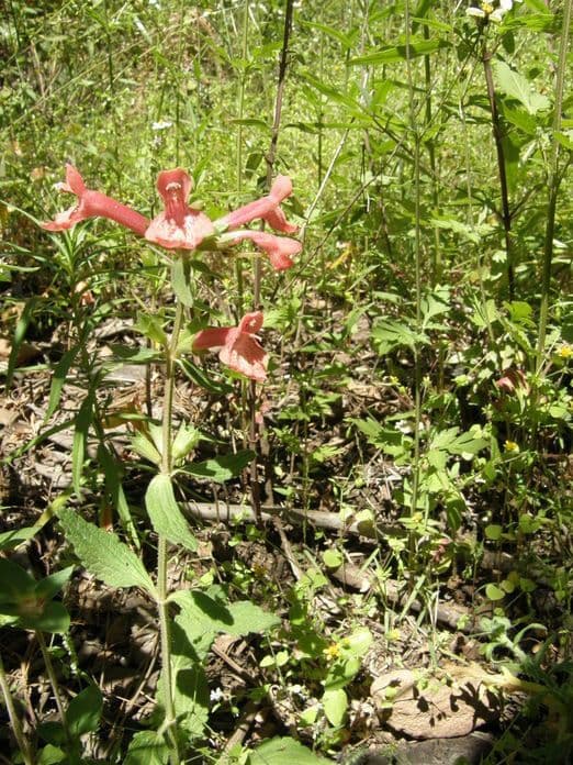 Stachys coccinea 8