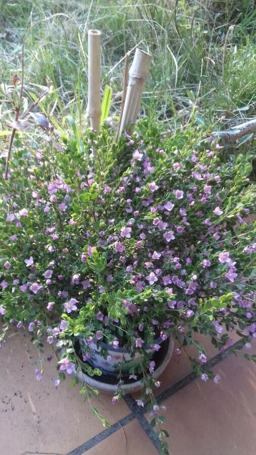 Boronia all'anice 9