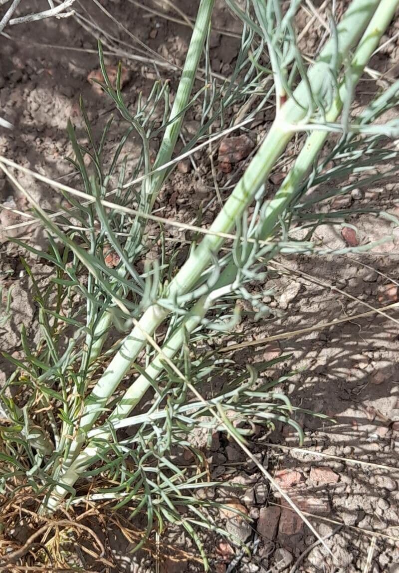 Thelesperma 12