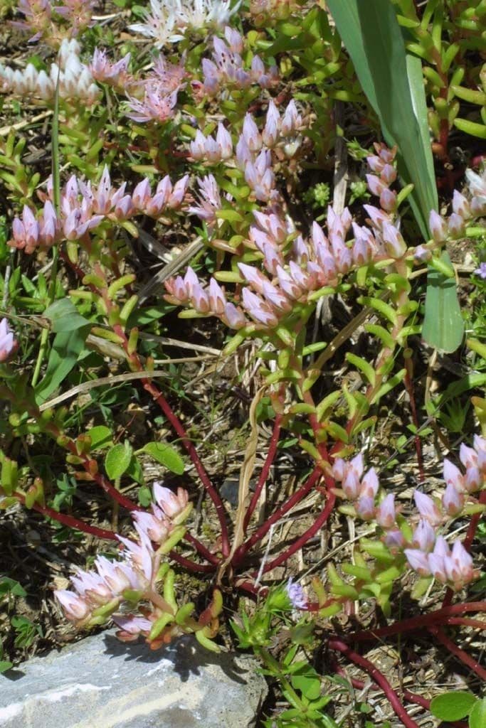Sedum 8
