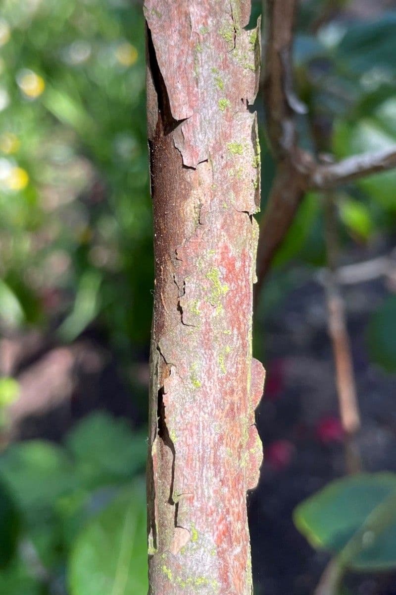 Rododendro 20
