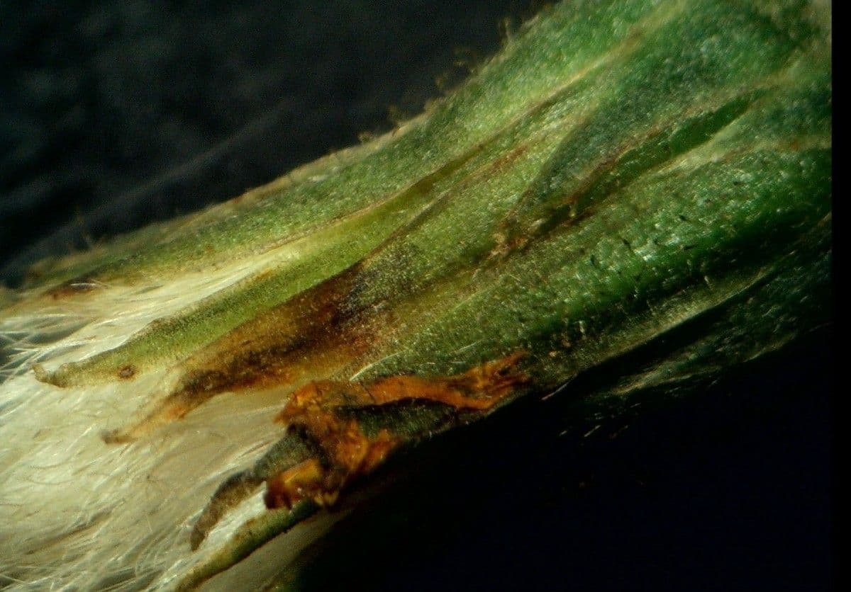 Radicchiella 16