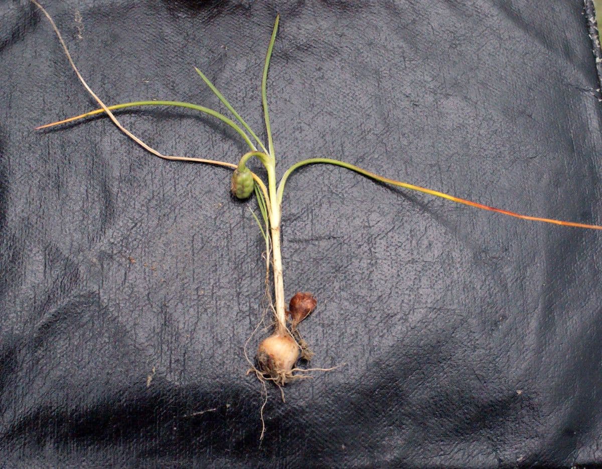 Romulea 30