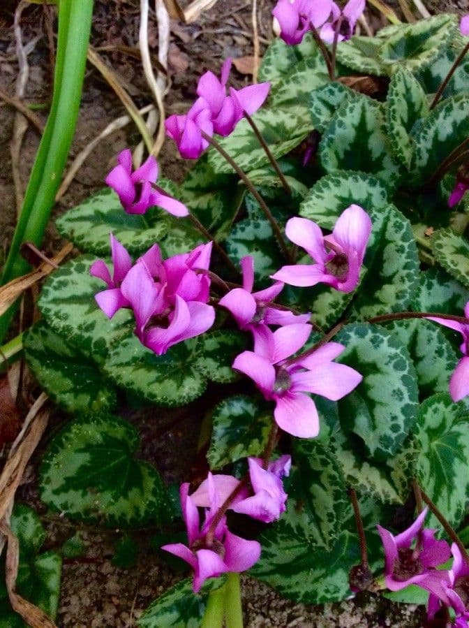 Ciclamino primaverile 13