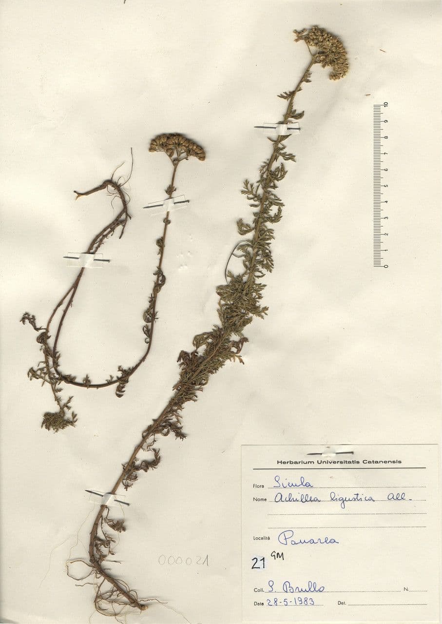 Achillea ligustica 23