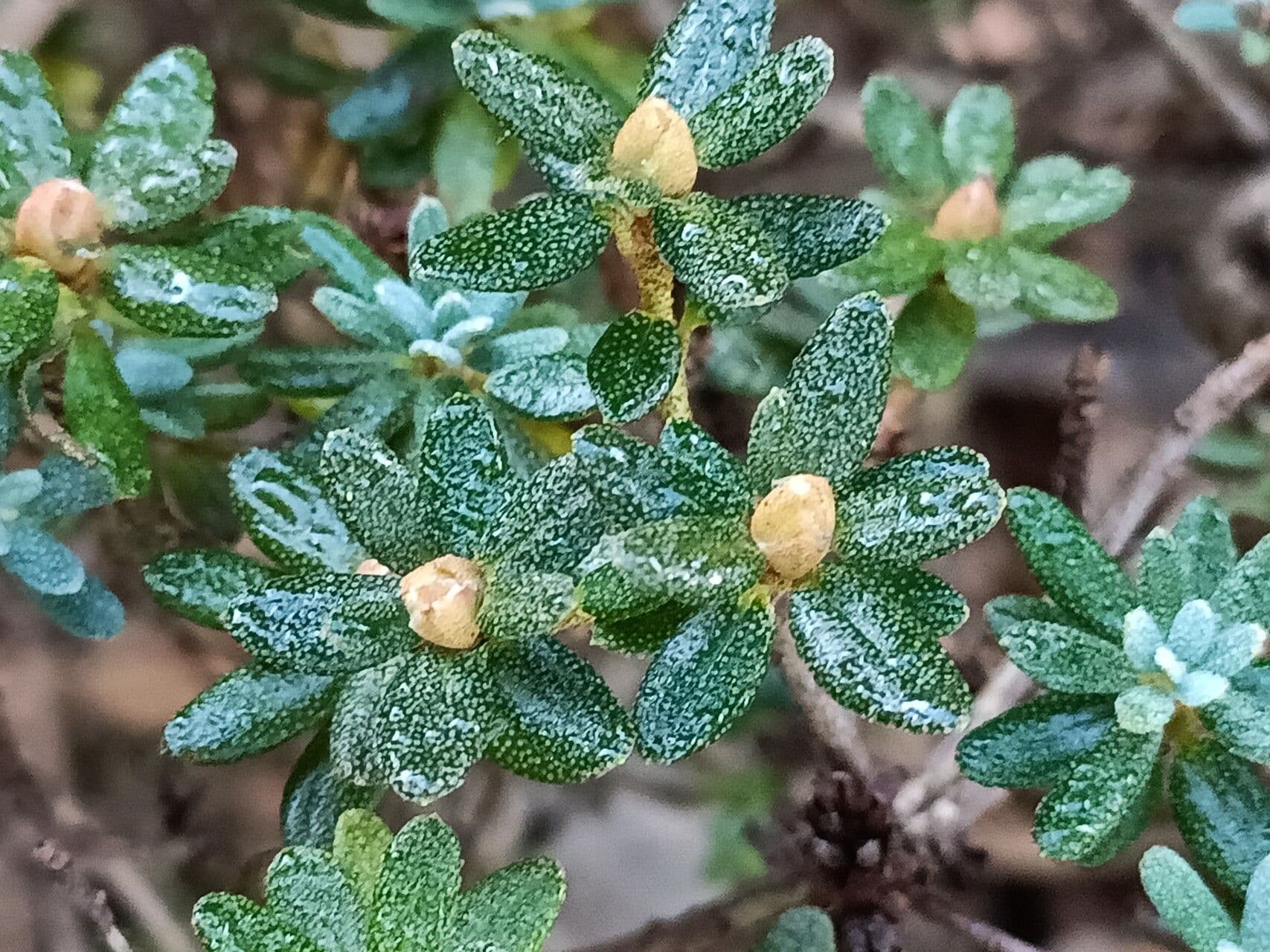 Rododendro 9