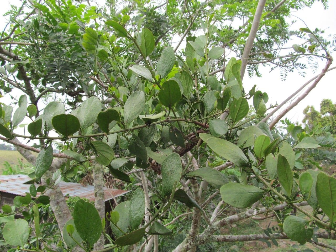 Oryctanthus