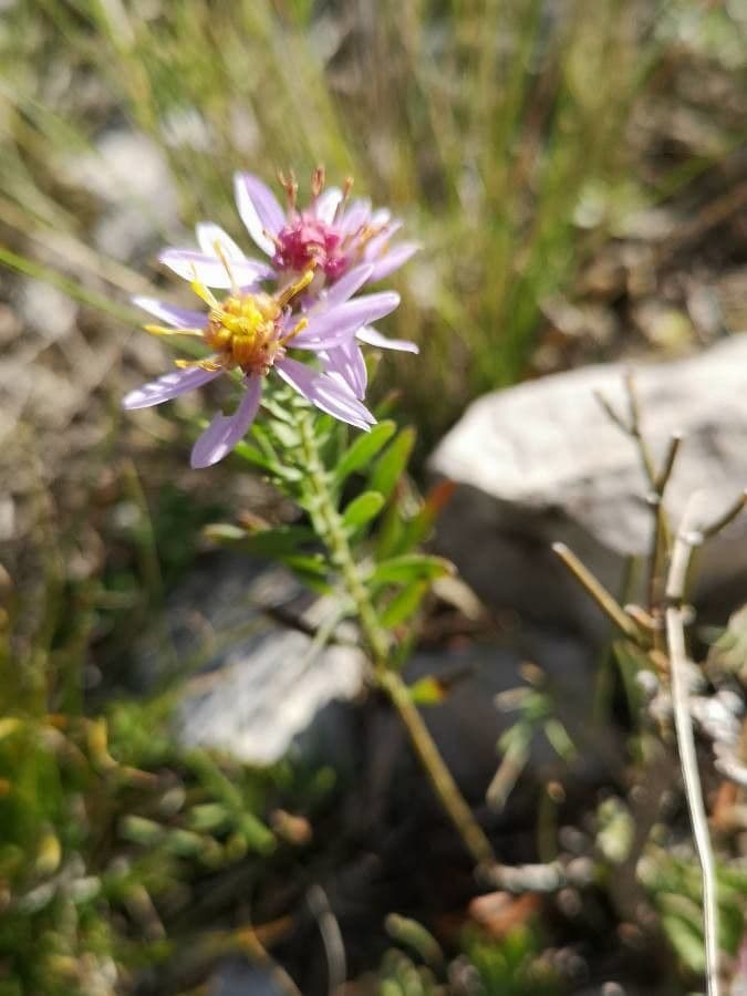 Galatella sedifolia 8