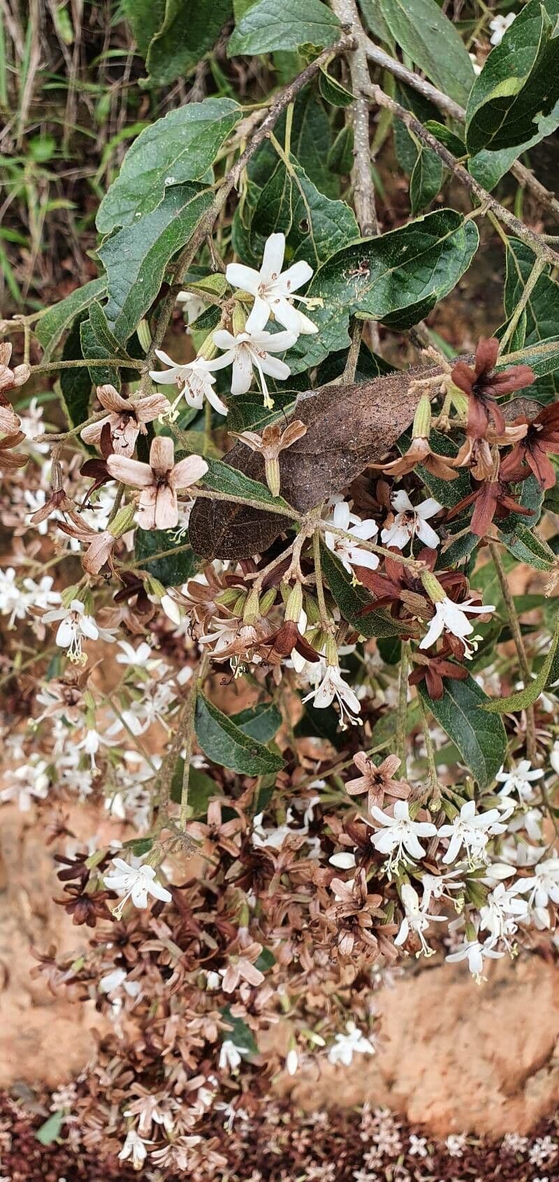 Lorito-Baum