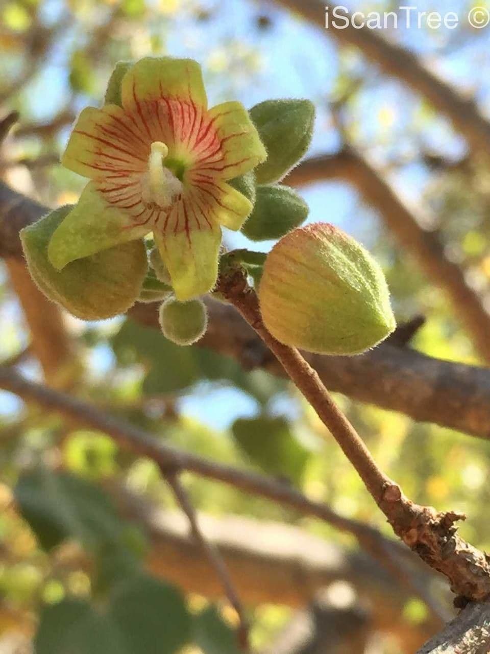 Sterculia 8