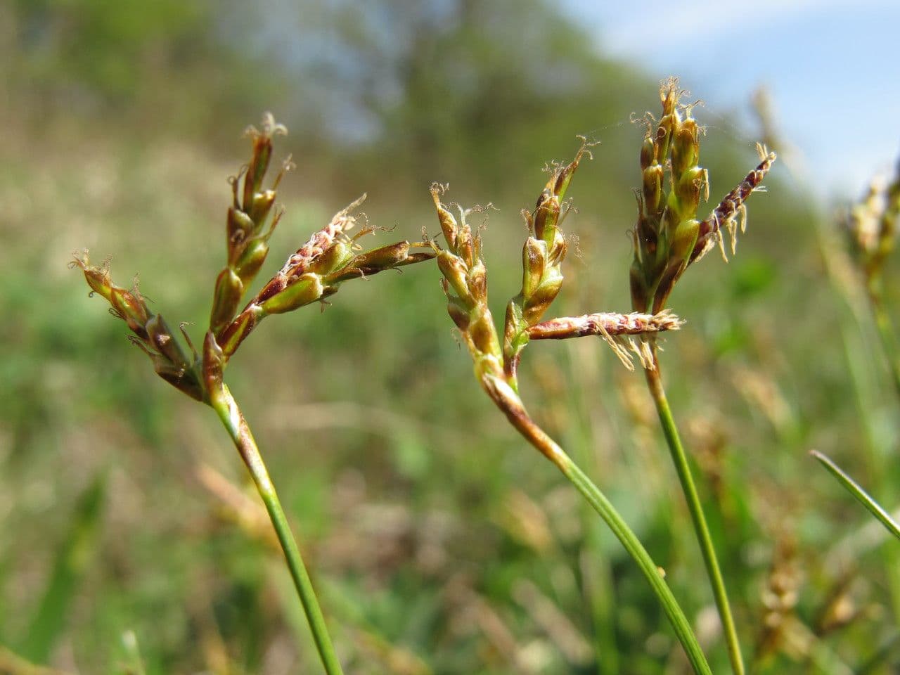 Vogelfuß-Segge 2