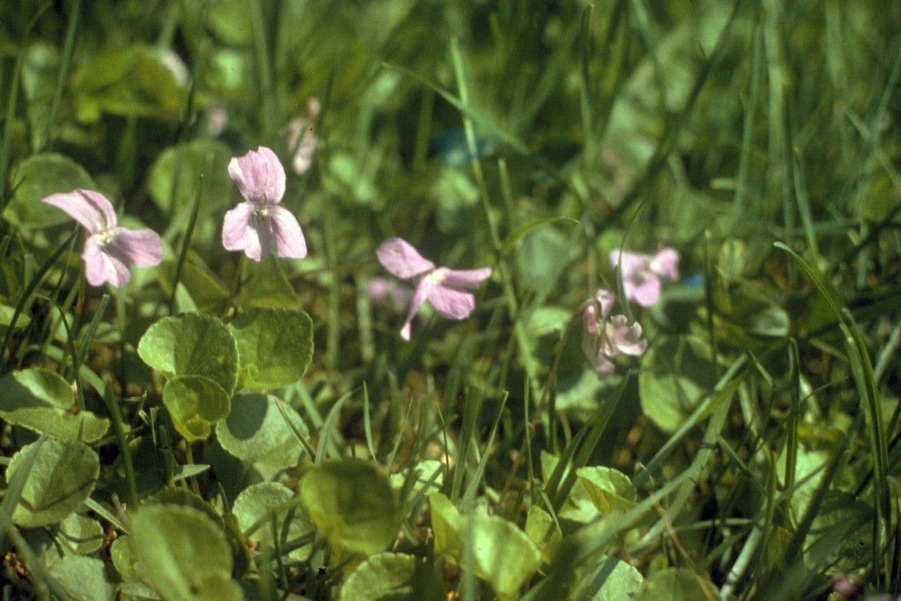Viola di Walter 2