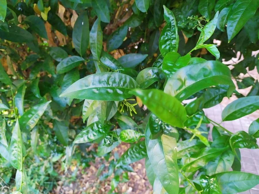 Cestrum nocturno 17