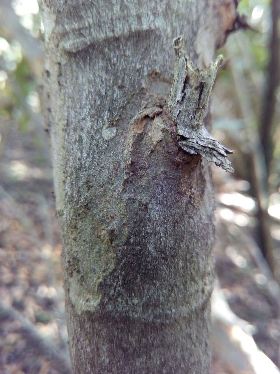 Cossinia pinnata 24