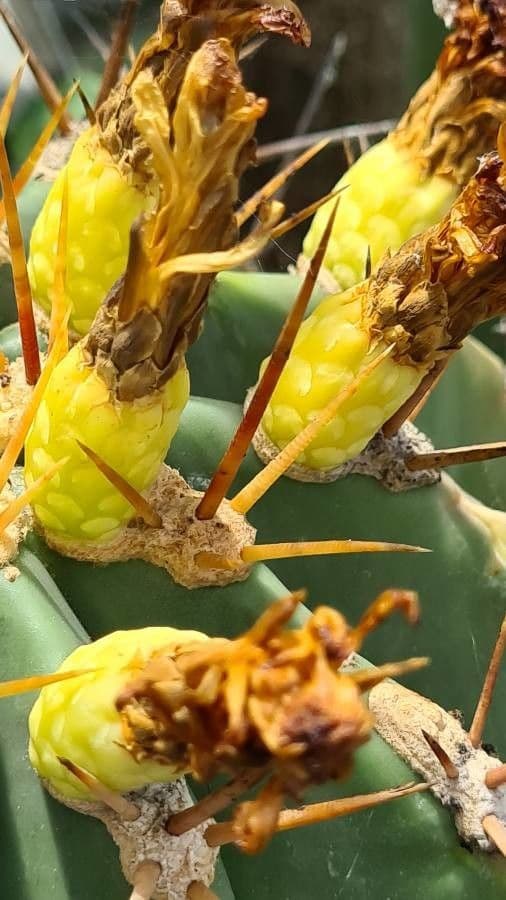Ferocactus di Potts