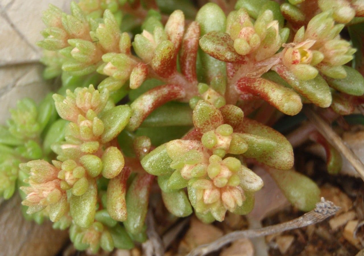 Sedum litorale 8