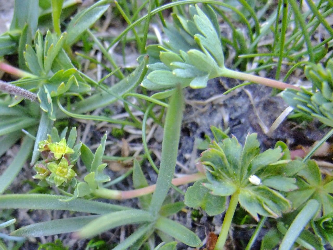Alchemilla pentafilla 9