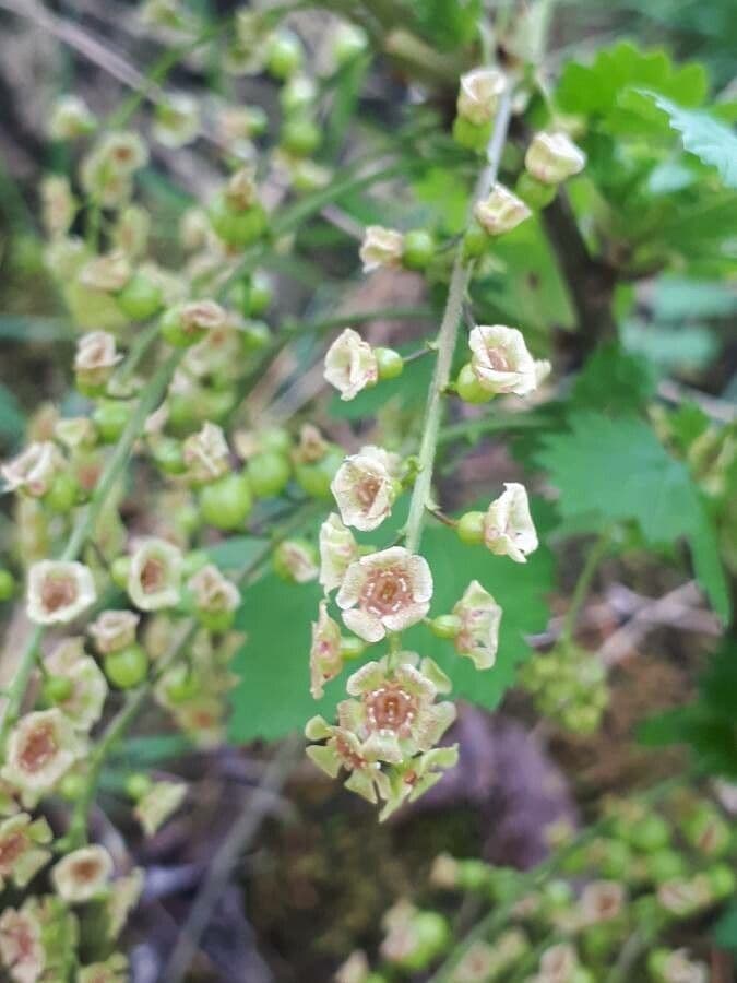 Ríbezľa červená 6