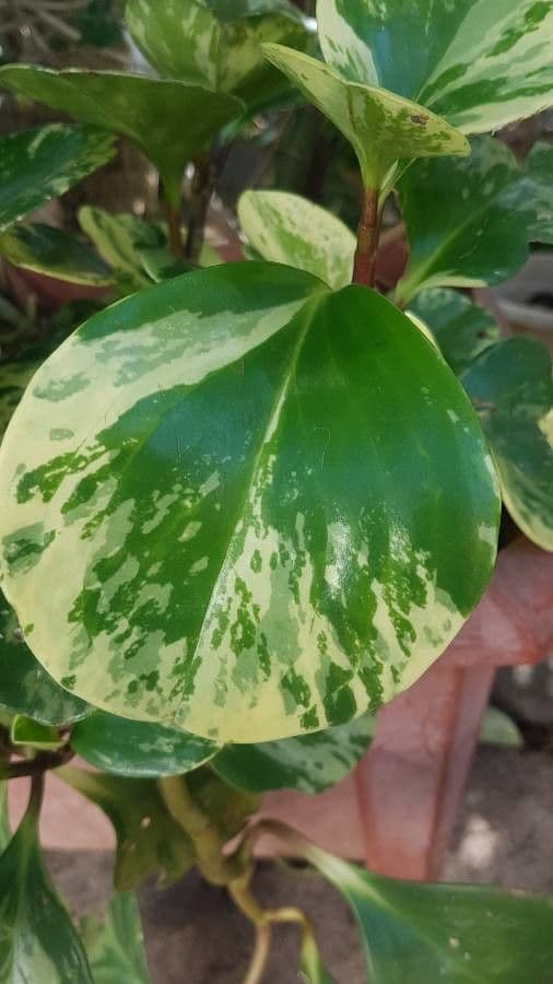 Peperomia 15