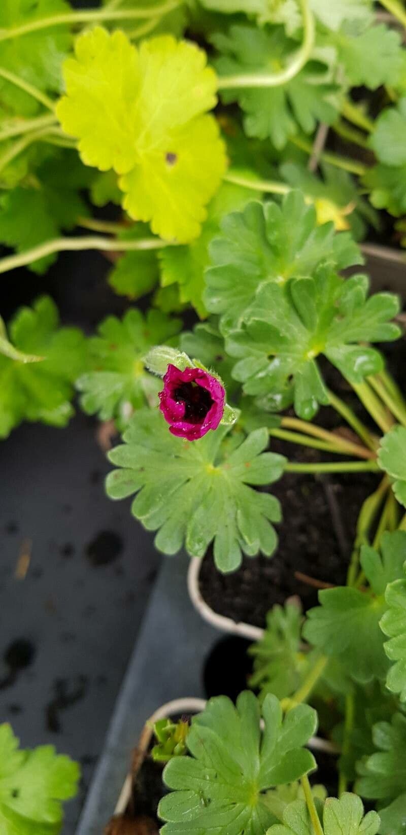 Grauer Storchschnabel 6