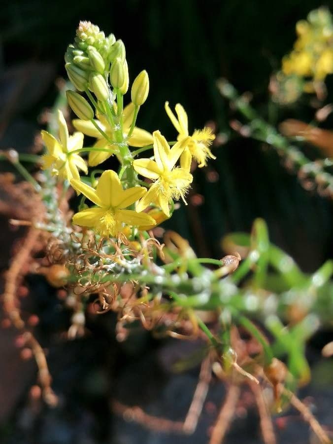 Bulbine bulbosa 2