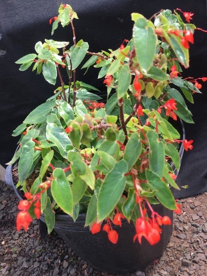 Begonia