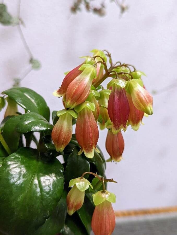 Kalanchoe 2