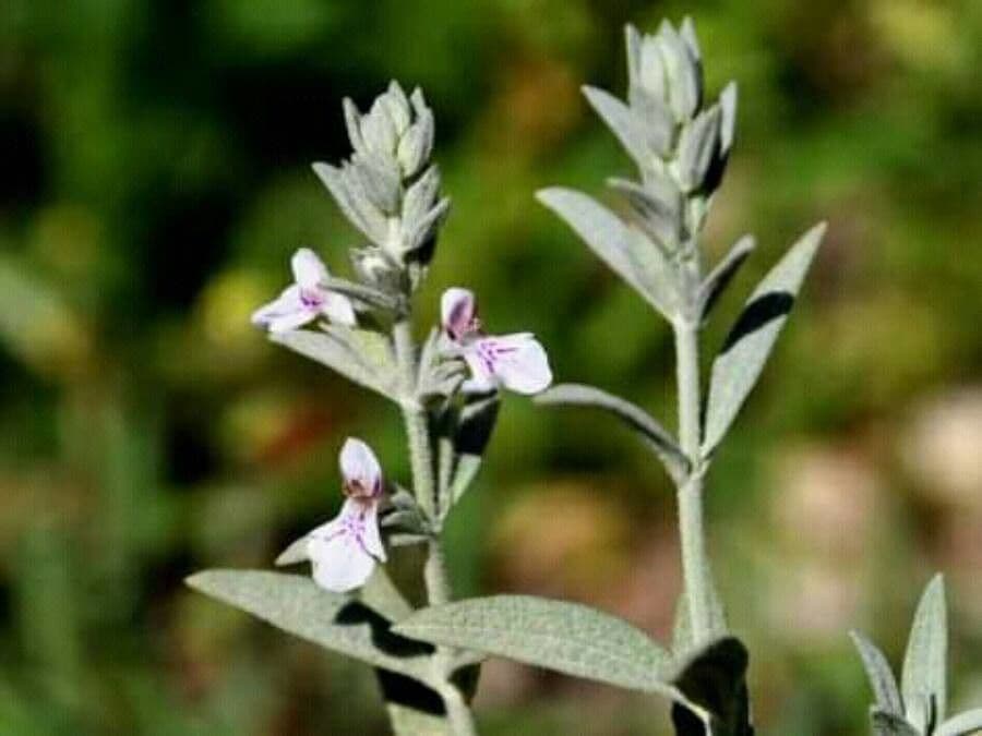 Betonica araba 2