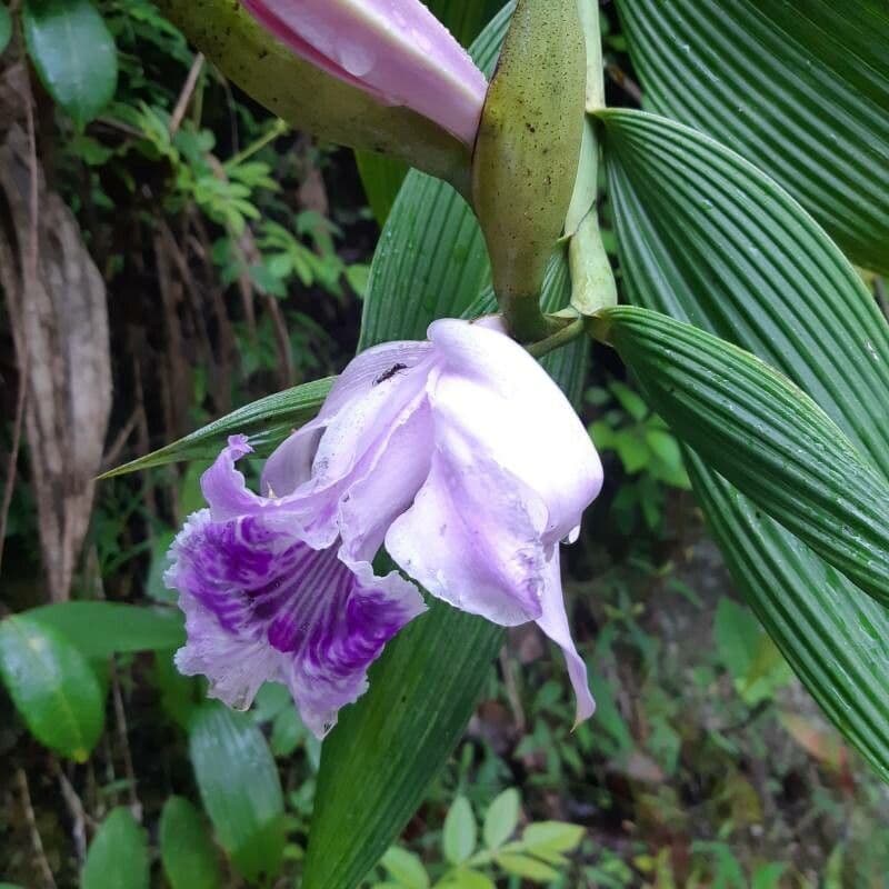 Sobralia 4