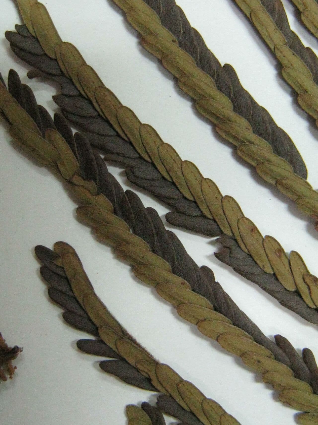 Stryphnodendron 4