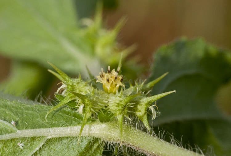 Acanthospermum 2