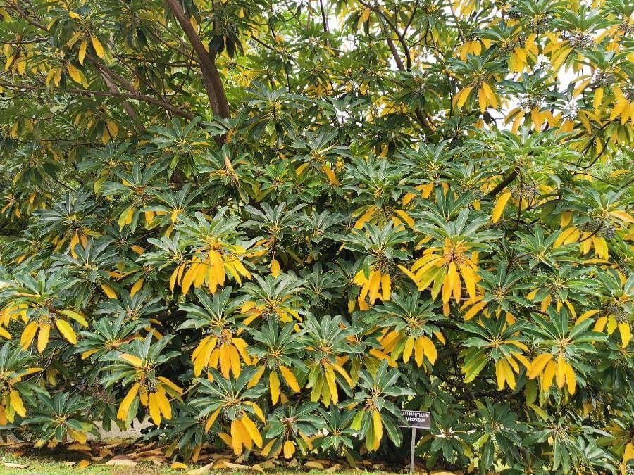 Daphniphyllum 8