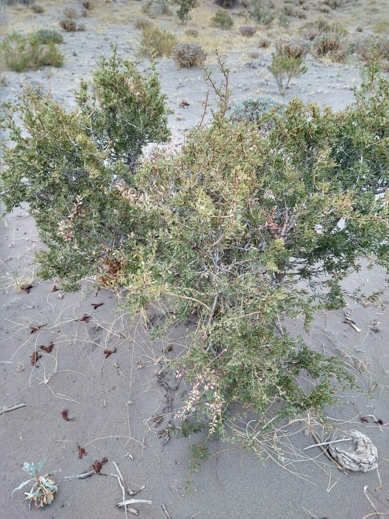 Schinus 6