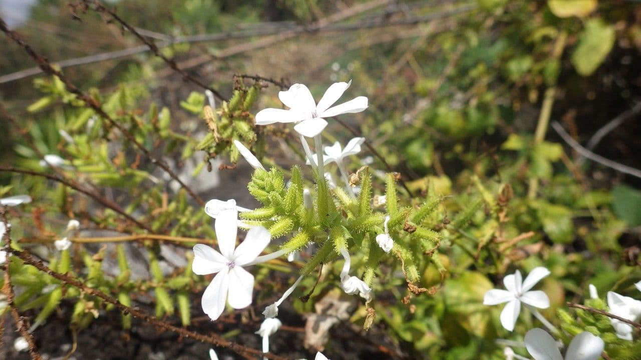 Plumbago zeylanica 27