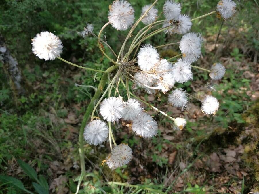 Tephroseris helenitis 3