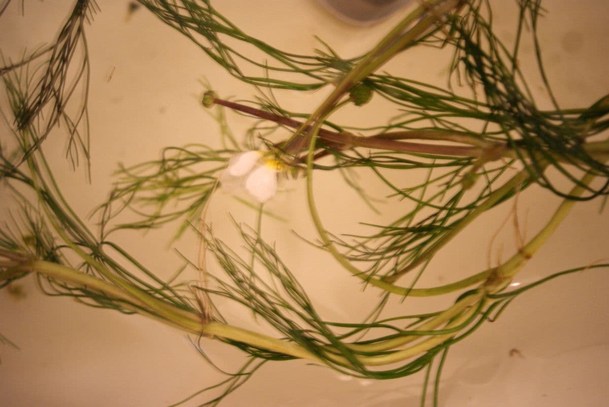 Ranunculus fluitans 26