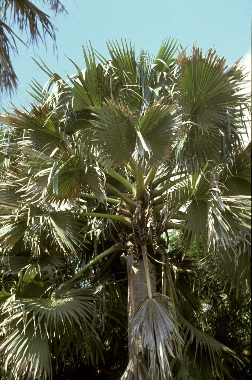 Borassus etiopski