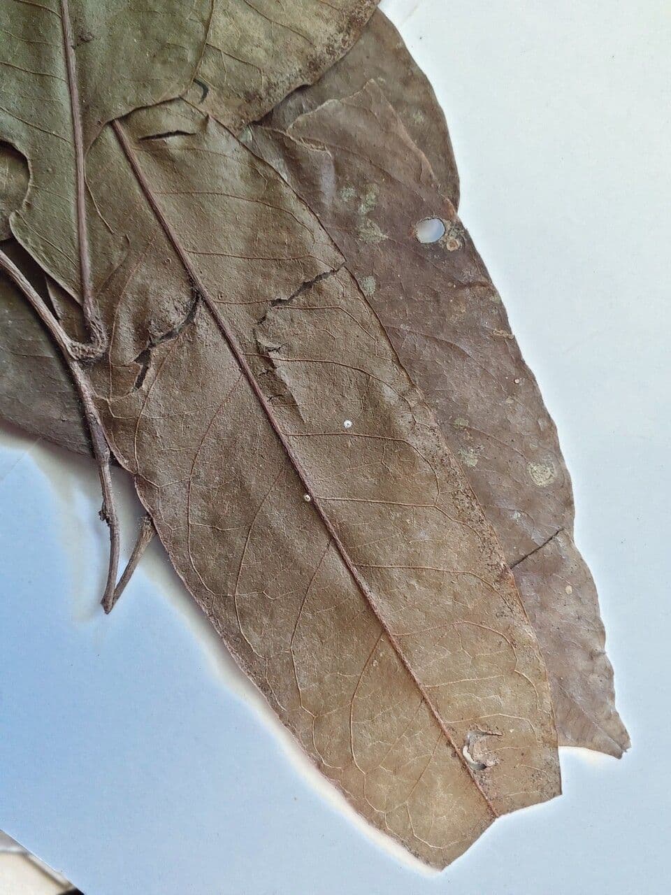 Chaetocarpus 2