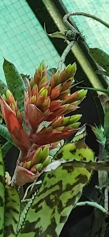Aechmea